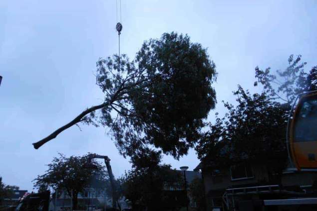 rooien van bomen in boxtel. uitfrezen wortels kluiten stronken stobbe wortelpruiken